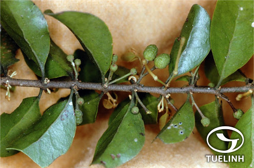 Cây Tầm gửi lá nhỏ. Taxillus gracilifolius - Cây Thuốc Nam Quanh Ta